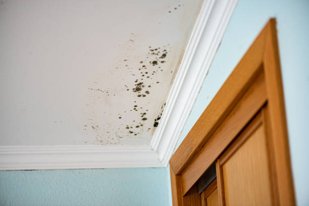 Mold Testing and Removal in Atwater, CA