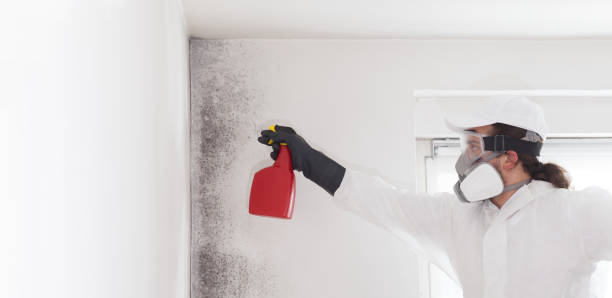 Office Mold Removal Services in Atwater, CA